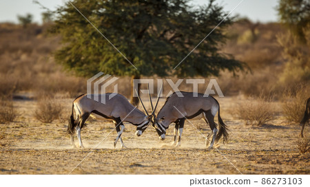 South African Oryx in Kgalagadi transfrontier park, South Africa 86273103