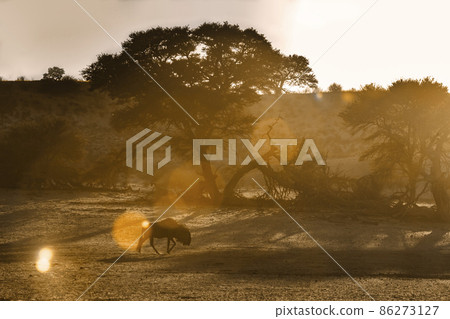 Blue wildebeest in Kgalagadi transfrontier park, South Africa 86273127