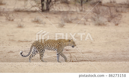Leopard in Kgalagadi transfrontier park, South Africa Leopard in Kgalagadi transfrontier park, South Africa 86273158
