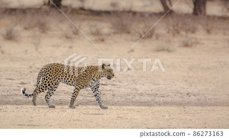 Leopard in Kgalagadi transfrontier park, South Africa Leopard in Kgalagadi transfrontier park, South Africa 86273163