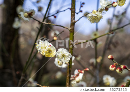 The warmth of a plum blossom The warmth of a plum blossom 86273213