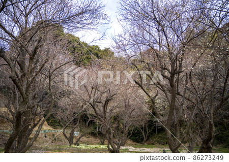 梅花的溫暖 梅花的溫暖 86273249