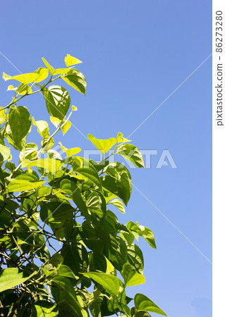 Green betel leaves plant, Fresh piper betle Green betel leaves plant, Fresh piper betle 86273280