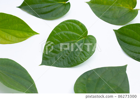 Green betel leaves, Fresh piper betle on white background Green betel leaves, Fresh piper betle on white background 86273300