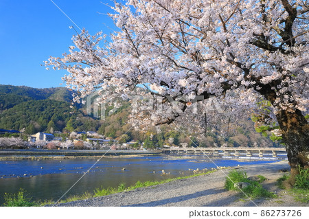 【京都】櫻花盛開與嵐山渡月橋 【京都】櫻花盛開與嵐山渡月橋 86273726