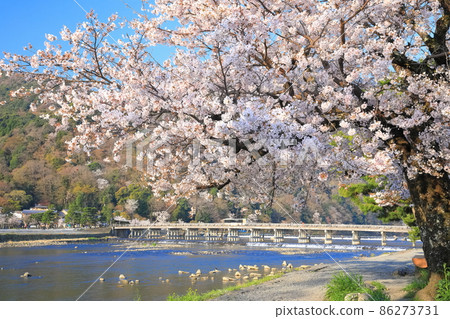 【京都】櫻花盛開與嵐山渡月橋 86273731