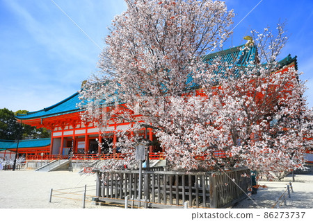 [Kyoto Prefecture] Heian Jingu Shrine under clear skies, the outer hall of worship and the cherry blossoms in full bloom 86273737