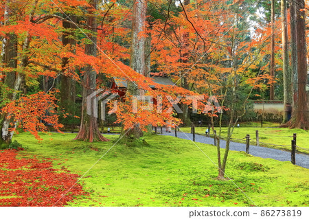 [Kyoto Prefecture] Autumn leaves of Kyoto Ohara Sanzen-in Temple Suzakumon 86273819