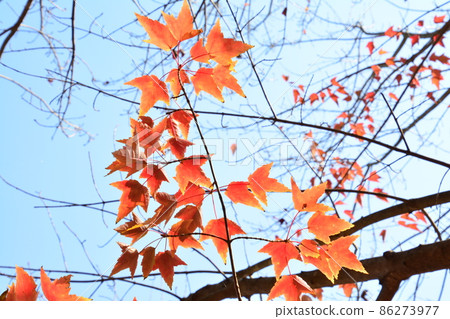 Autumn leaves 1 (Kamiyama-cho, Myozai-gun, Tokushima Prefecture) Autumn leaves 1 (Kamiyama-cho, Myozai-gun, Tokushima Prefecture) 86273977