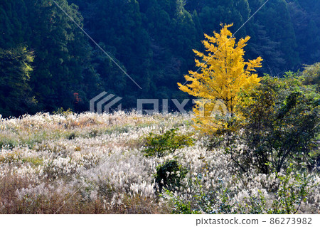 Golden Ginkgo and Miscanthus sinensis 1(德島縣妙西區神山町) Golden Ginkgo and Miscanthus sinensis 1(德島縣妙西區神山町) 86273982