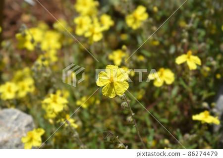 Common rockrose Common rockrose 86274479
