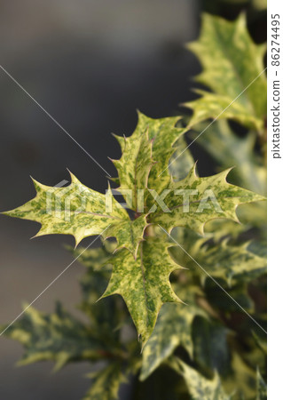Holly osmanthus Tricolor 86274495