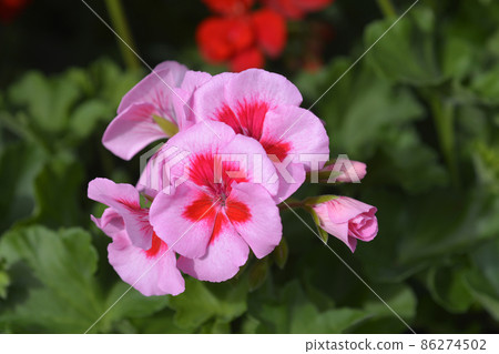 Horse-shoe pelargonium 86274502