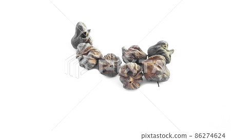 Isolated dried brown teak seeds on white background Isolated dried brown teak seeds on white background 86274624