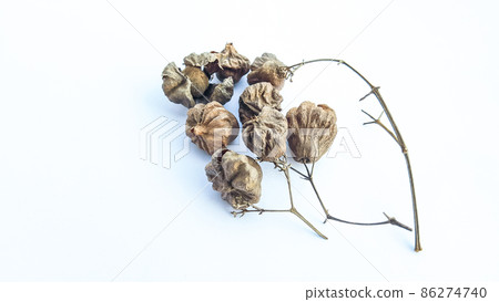 Isolated dried brown teak seeds on white background Isolated dried brown teak seeds on white background 86274740