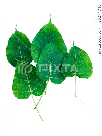 Isolated Ficus Religiosa leaf with clipping paths. Isolated Ficus Religiosa leaf with clipping paths. 86274786