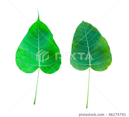 Isolated Ficus Religiosa leaf with clipping paths. Isolated Ficus Religiosa leaf with clipping paths. 86274791