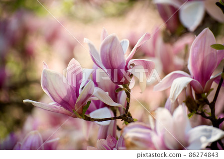 Beautiful magnolia tree blossoms in springtime. Jentle magnolia flower against sunset light. Beautiful magnolia tree blossoms in springtime. Jentle magnolia flower against sunset light. 86274843