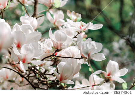 Beautiful magnolia tree blossoms in springtime. Jentle magnolia flower against sunset light. 86274861