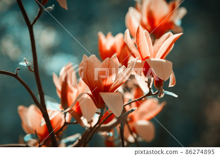 Beautiful magnolia tree blossoms in springtime. Jentle magnolia flower against sunset light. Beautiful magnolia tree blossoms in springtime. Jentle magnolia flower against sunset light. 86274895