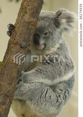 Koala 86274939