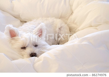 睡覺在早晨太陽的西部高地白梗 睡覺在早晨太陽的西部高地白梗 86274976