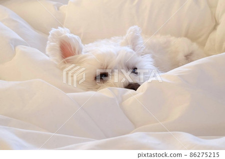 West Highland White Terrier awakened in the morning sun West Highland White Terrier awakened in the morning sun 86275215