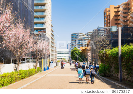 郊區住宅區，櫻花盛開的學校道路 86275237
