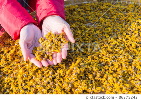 Shot of someone hands holding dry Chrysanthemum flowers leaves on hands during sunbathing. Shot of someone hands holding dry Chrysanthemum flowers leaves on hands during sunbathing. 86275242