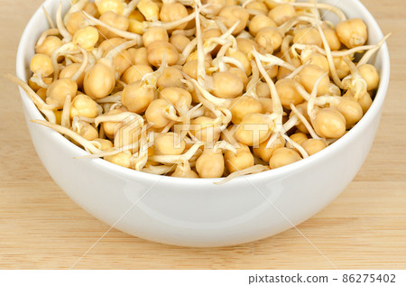 Chickpea sprouts, in a white bowl, on wooden surface. Raw, fresh, ready to eat, sprouted chickpeas, seeds of Cicer arietinum, a legume and protein source, known as chick or garbanzo beans and as gram. 86275402