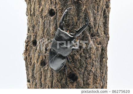 Palawan Ohirata Kuwagata 95 mm Palawan Ohirata Kuwagata 95 mm 86275620