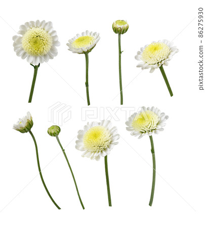 Set of white chrysanthemum (santini) flowers isolated Set of white chrysanthemum (santini) flowers isolated 86275930