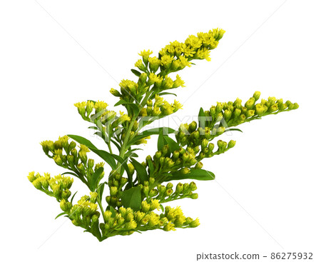 Goldenrod (Solidago) flowers and buds with green leaves isolated Goldenrod (Solidago) flowers and buds with green leaves isolated 86275932