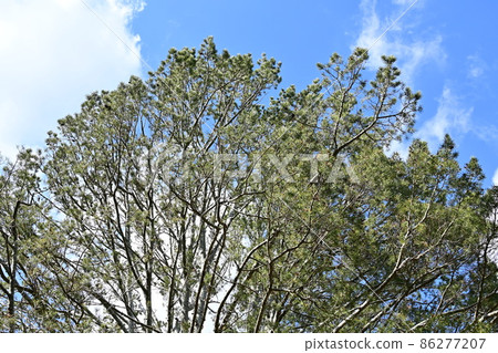 Shiromatsu in the Japanese garden Sorakuen 86277207