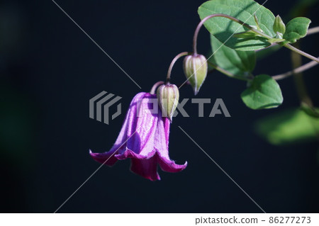 紫色的花朵 86277273