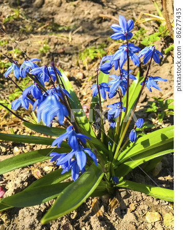 The first blue spring flowers on dry ground. The first blue spring flowers on dry ground. 86277435