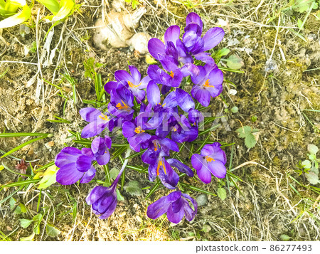 Purple spring flowers on old dry grass, ground. Purple spring flowers on old dry grass, ground. 86277493