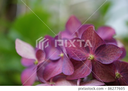 紫色繡球花 86277605