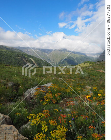 Swiss Summer_Flowers in the Alps 1 Swiss Summer_Flowers in the Alps 1 86277803