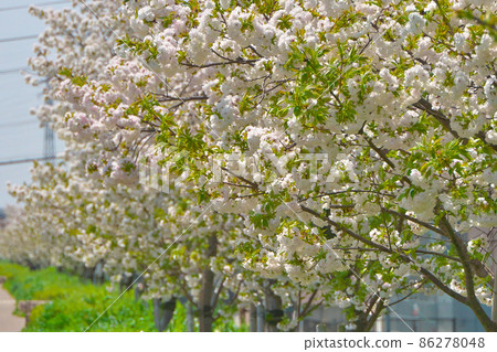 A row of cherry blossom trees of the variety "Cerasus serrulata" that continues for 900 m on the Kamogawa embankment is near the Koshinbashi 86278048