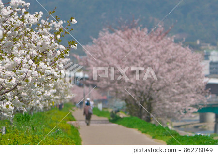 Scenery on the Kamogawa embankment near Kuinabashi ・ Cherry blossom trees and promenade of "Shirotae" 86278049