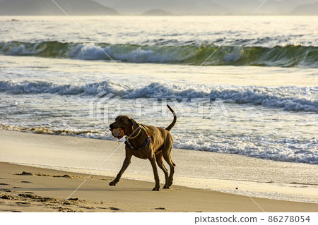Brown dog running and playing on the edge of Ipanema beach 86278054