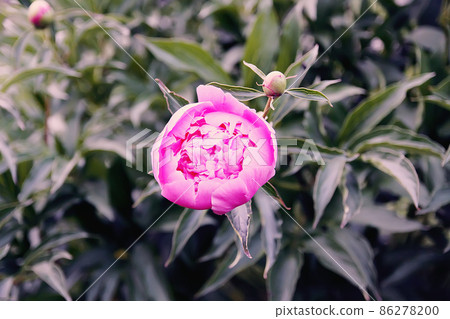 Beautiful spring peony flowers in the summer garden 86278200