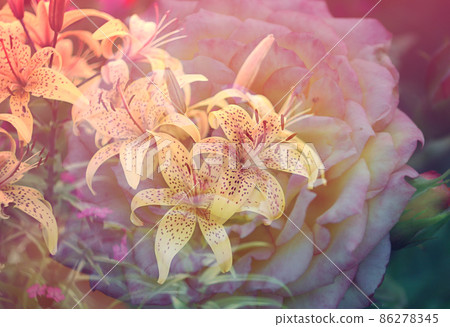 Orange lily flowers 86278345