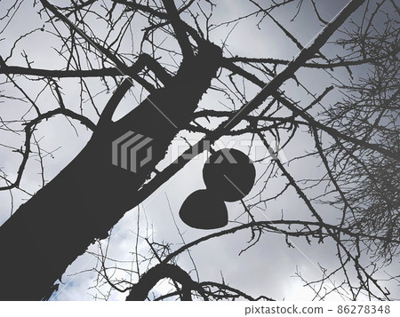 Tree bare branches on spring sky background. 86278348