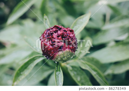 Pink peony flower in summer park. Pink peony flower in summer park. 86278349