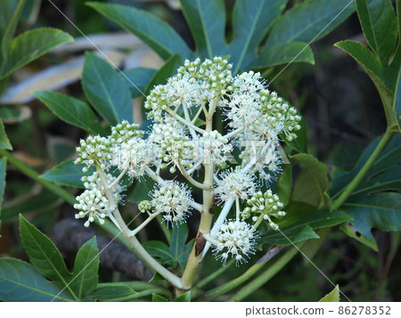 Paperplant flower 86278352