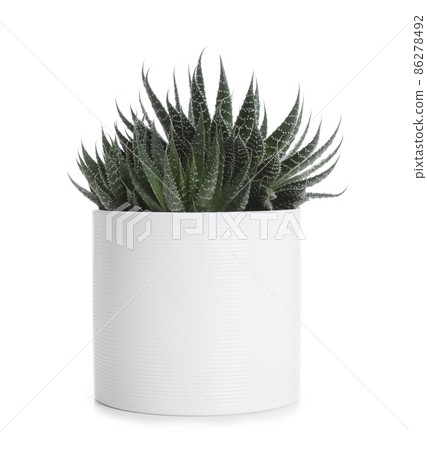 Pot with Haworthia plant isolated on white. Home decor 86278492