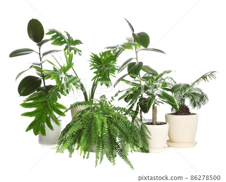 Pots with different exotic plants isolated on white. Home decor 86278500