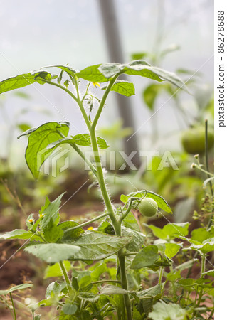 Tomatoes in the greenhouse 86278688